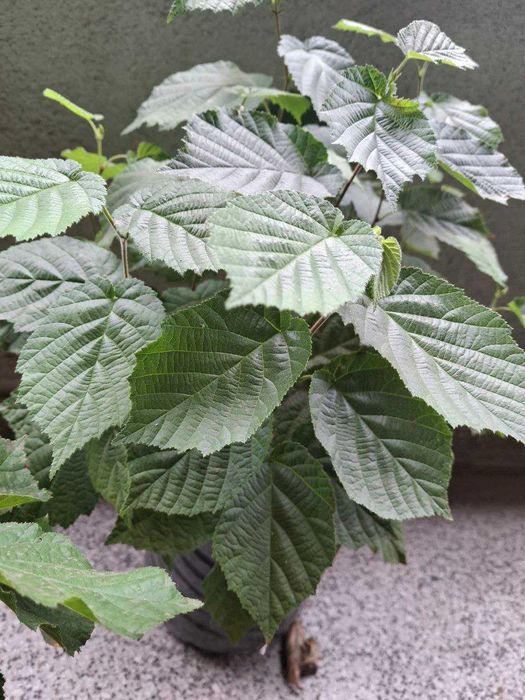 Разсад лешници - Римски, Ран Трапезундски