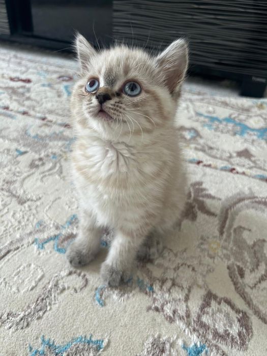 Шотландская вислоухая