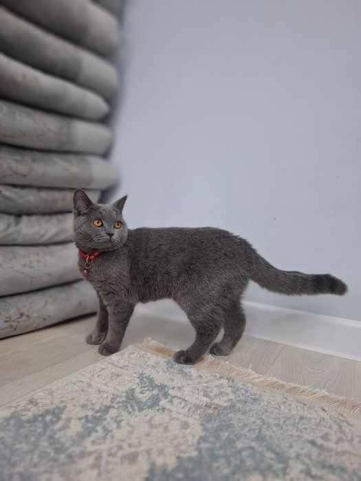 Продается кошка британская