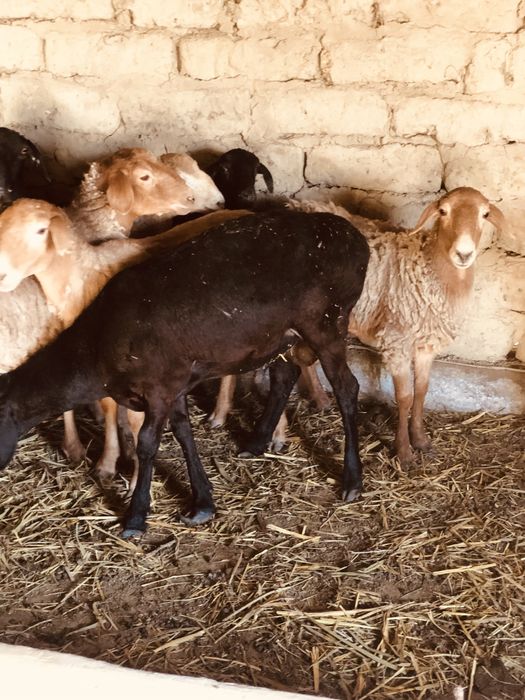 Бараны продается