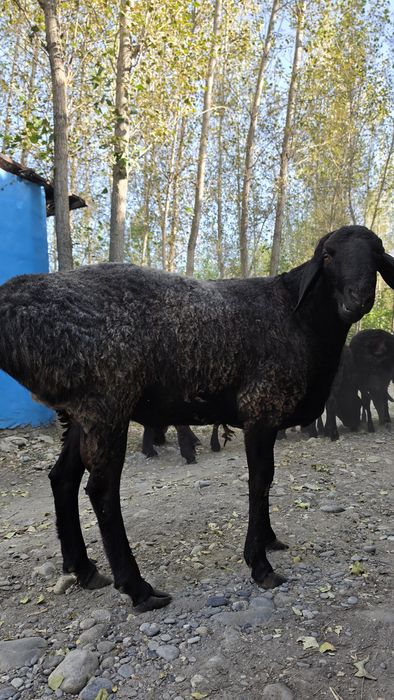 Куйлар Qoʻylar Гуспанд