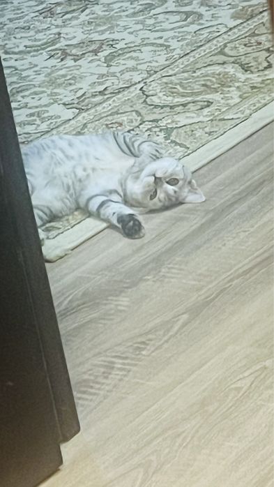 Шотландец кот, ласковый