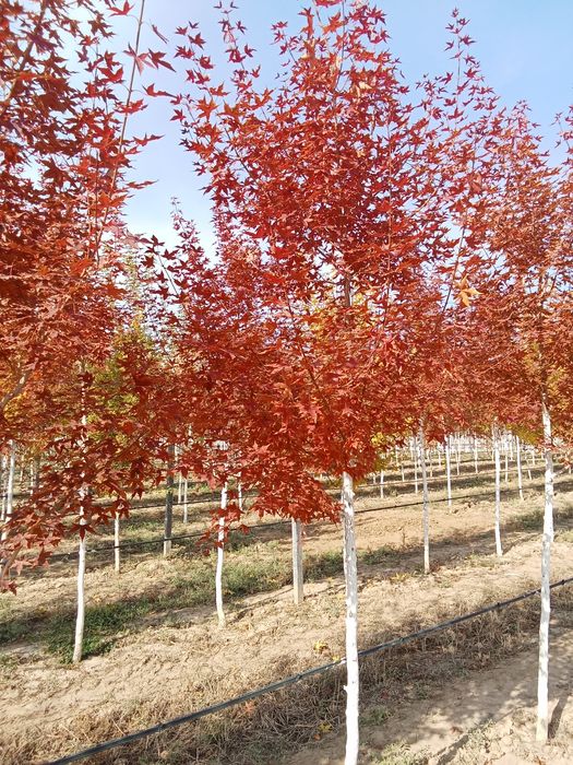 Клен краснолисный