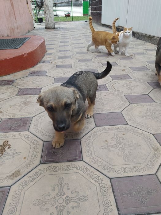 Отдадим очаровашку в добрые руки