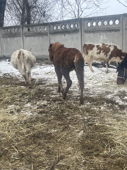 Жылкылар сатыладаы