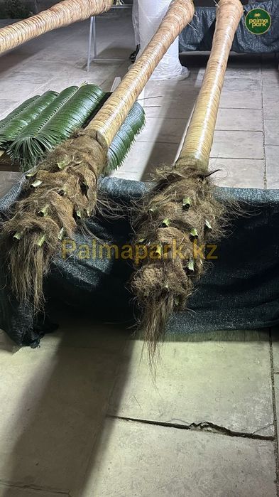 Пальма, искусственные пальмы