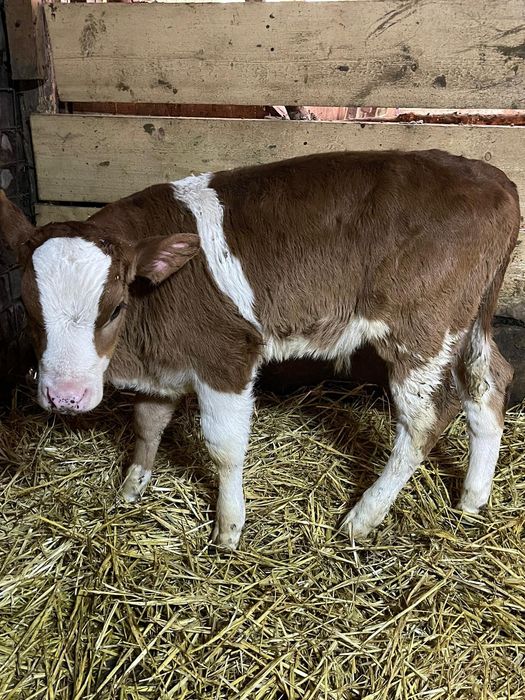 6 Tăurași și o vițică