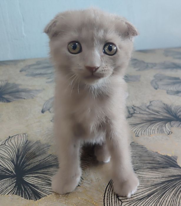 - **"Chiroyli Scottish mushukchalar sotiladi — Fold va Straight"**
 ..