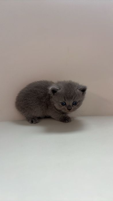 Британски котенца