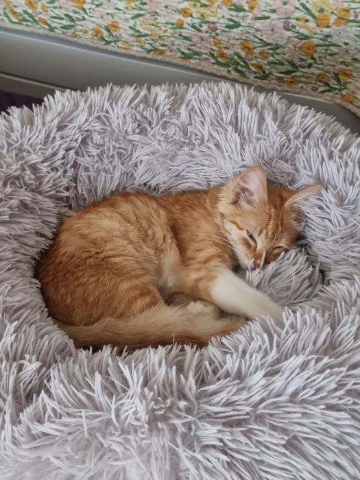 Котенок мальчик 3.5 мес/Мысық