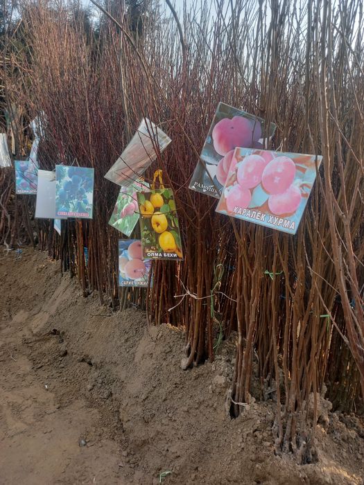 Mevali ko'chatlar  archalar  bor 100%garanitya