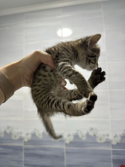 Котята бесплатно