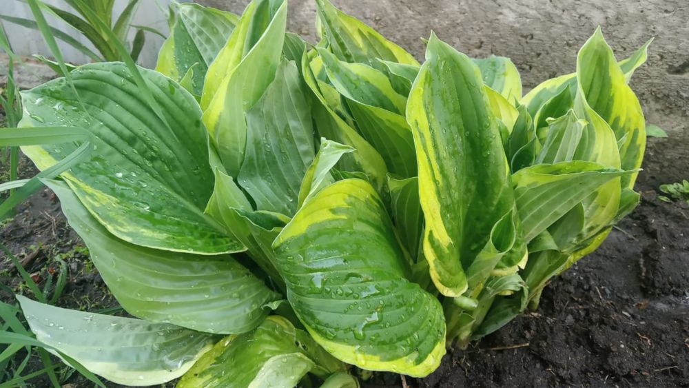 Продам саженцы деревьев, кустарников