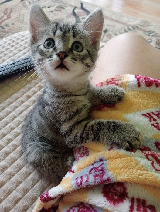 Милый котенок ищет дом