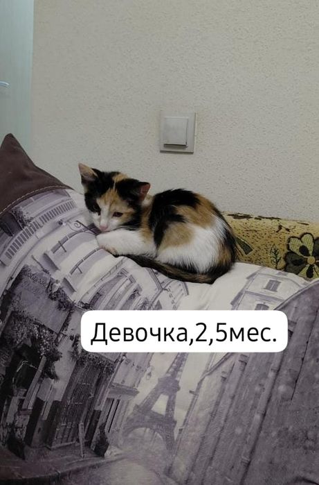 Котята бесплатно⁹