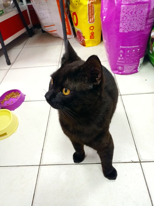 Ищем дом котику,