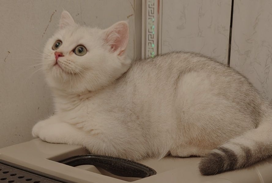 Шиншиллы котята Серебро