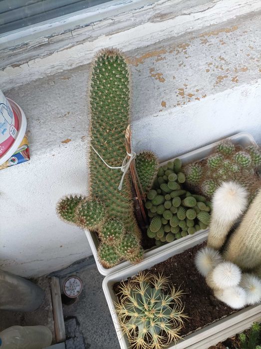 Продавам кактуси, нолина