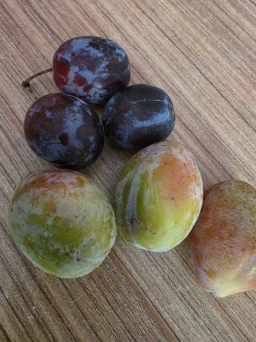 Prune de vânzare