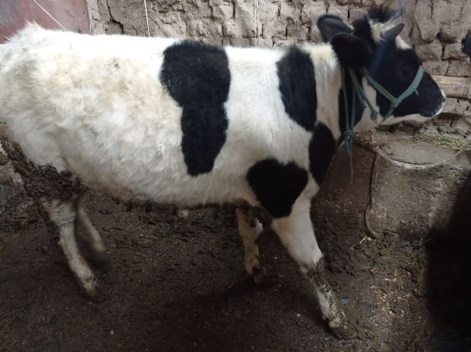 Тайнша Тёлка согым