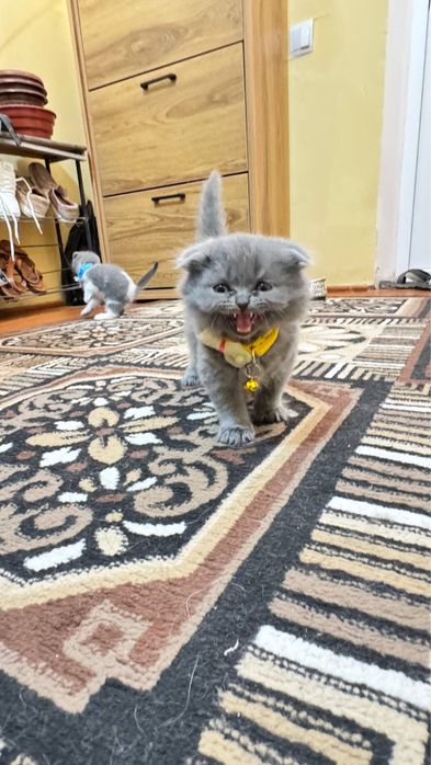 Продаем породистых кошечек