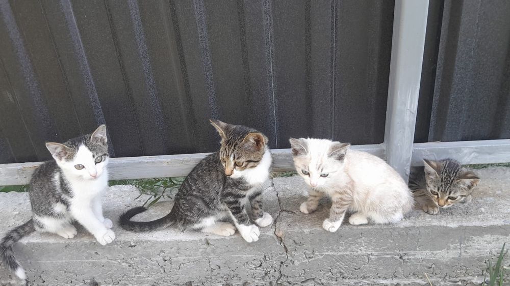 Отдадим в хорошие руки котят.