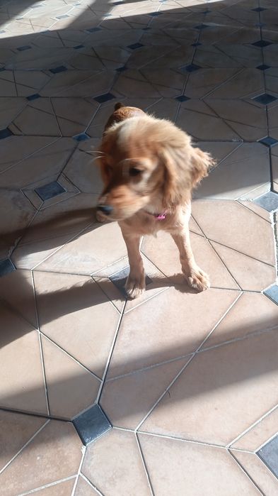 Золотистый Спаниель чисто кровная