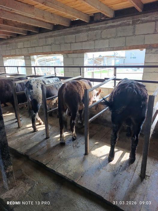 Продам быков подсосы