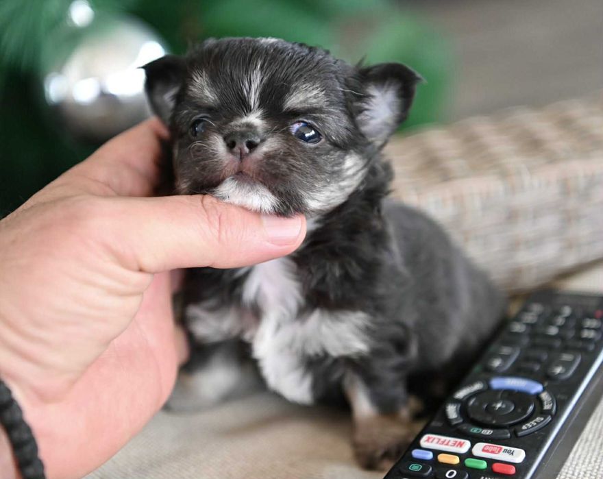 Мъжко дългокосместо миниатюрно чихуахуа