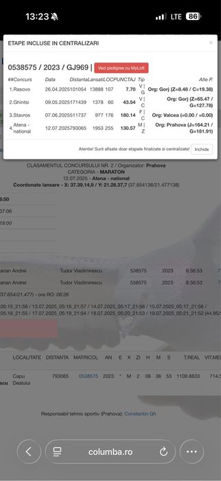 Vand porumbei zburati fond si maraton