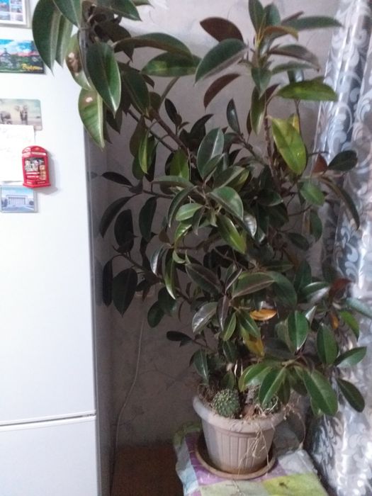 Домашние цветы и кактусы