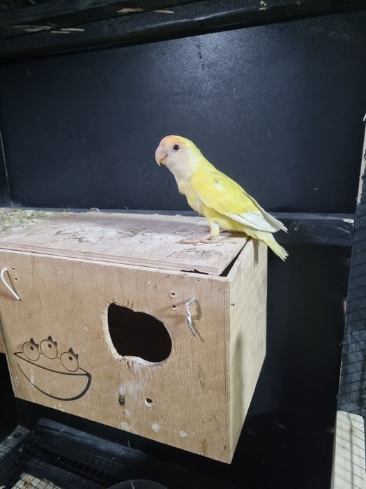 Papagali agapornis   galbeni ochii roșiu