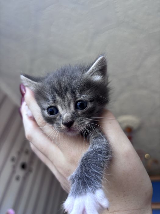 Отдам котят 3 девочки 1 мальчик