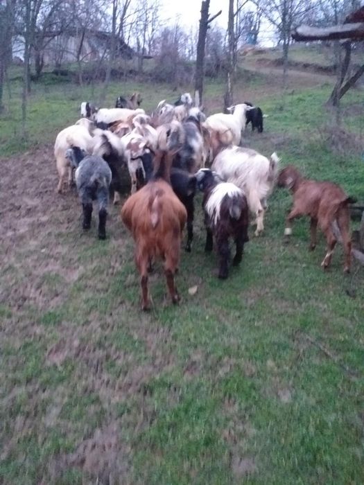 Vând capre gestante