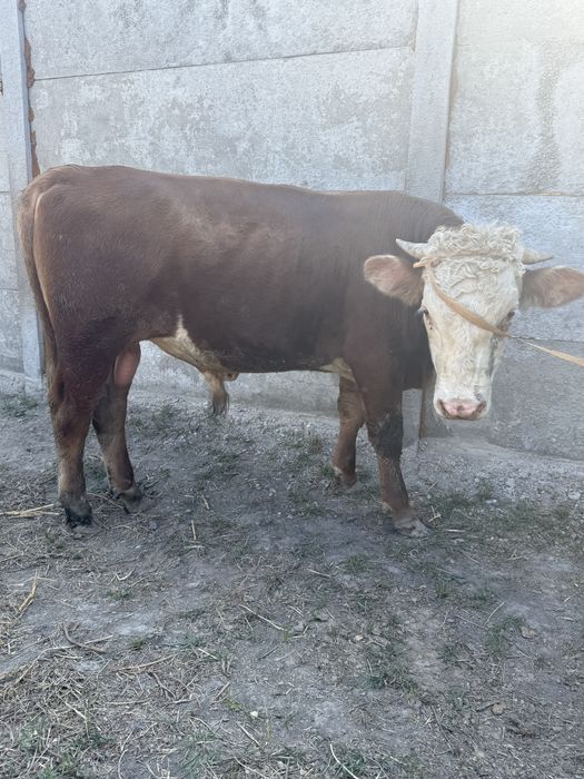 Продам бык бука сатылады ак бас