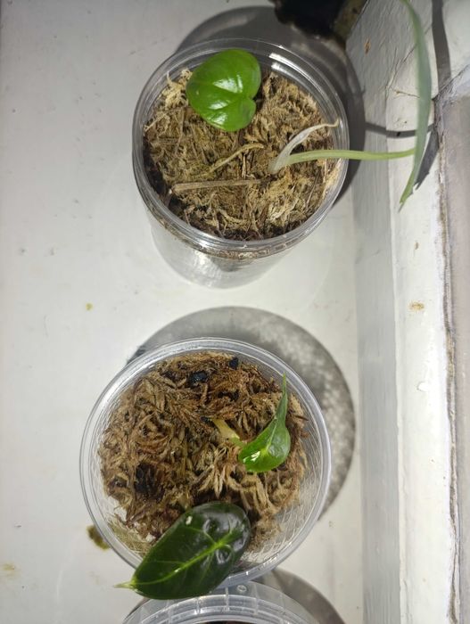 Алоказия детка маленькая