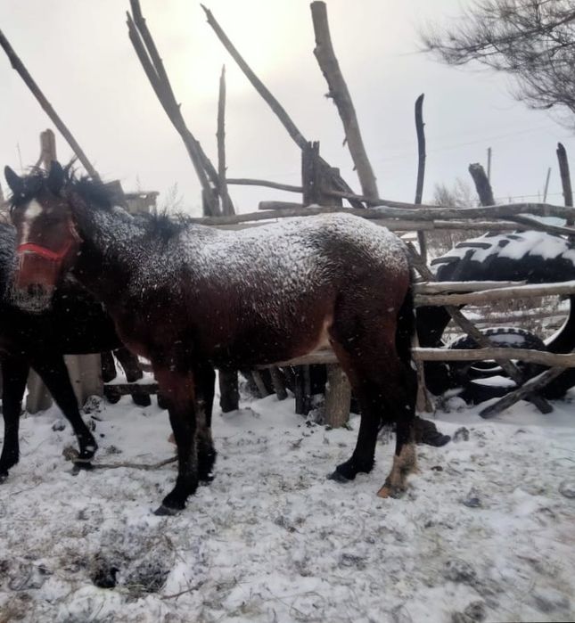 Продается жеребчик