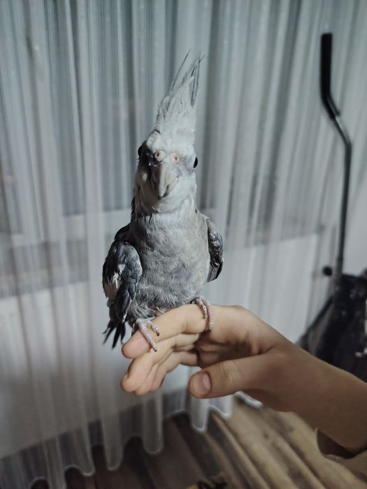 Vând papagal nimfa cu cusca!