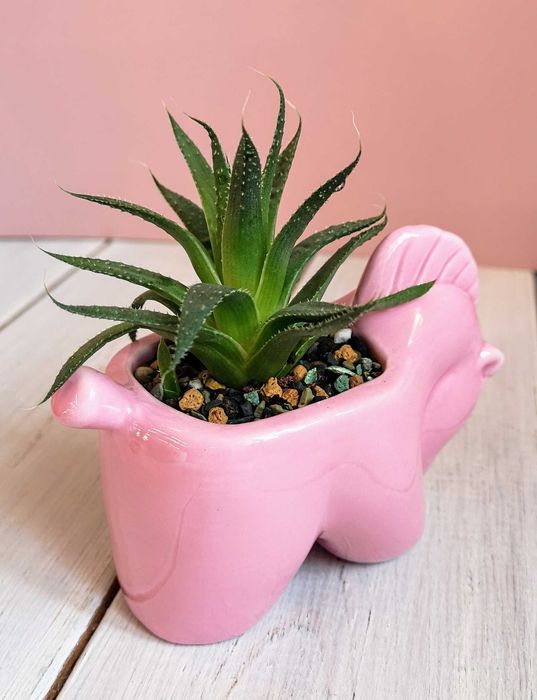 Алоэ остистое продаю