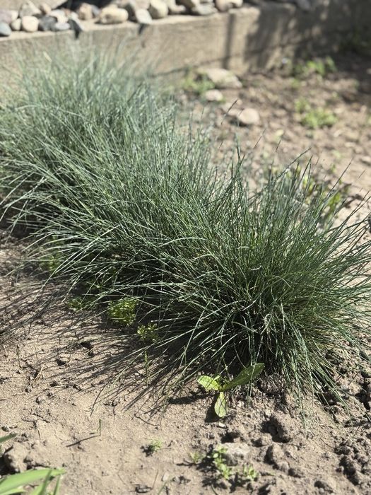 Продам злаки для сада