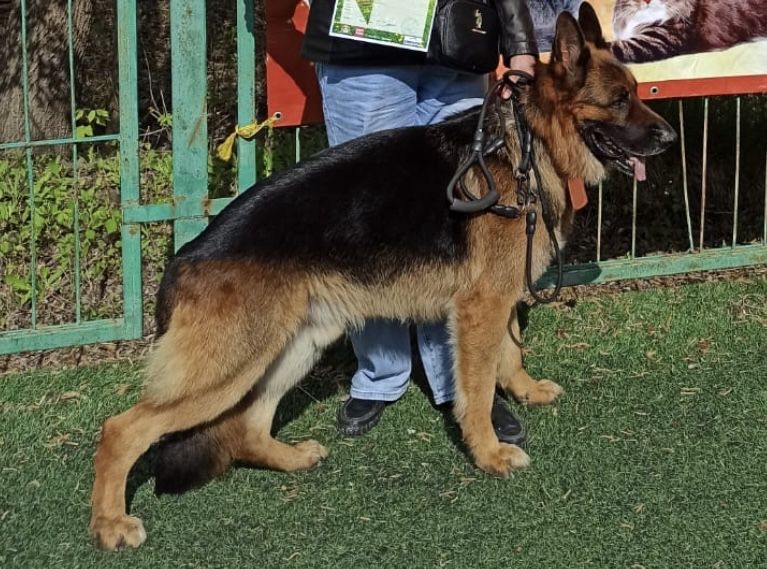 Щенки Немецкой овчарки