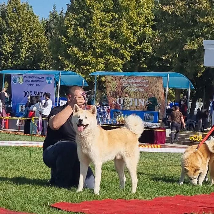 Акита ину на вязку