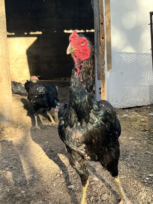 дакан      қораз