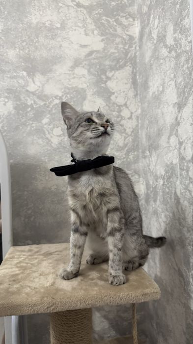 Кошка Косоглазка в добрые руки