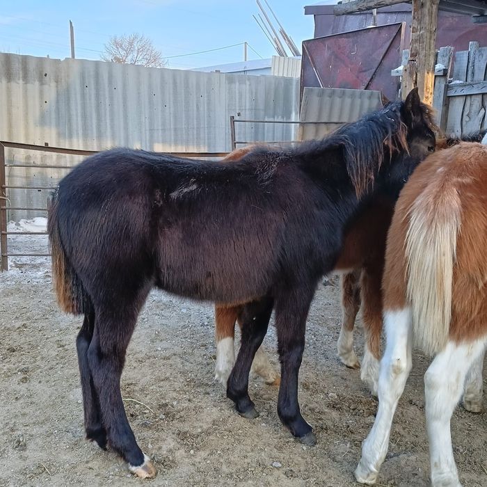 Кобылки жеребята доставка