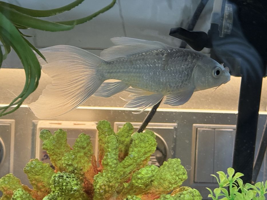 Koya baliq 100 min som рыба коя 100 тыс