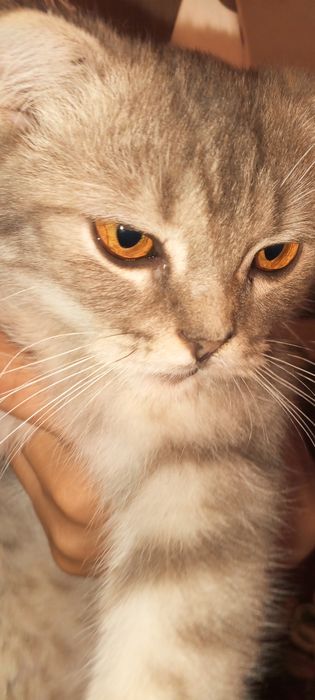 SCOTTISH FOLD toza zotli mushukchasi sotiladi