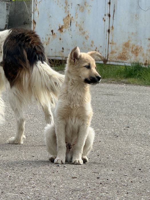 Donatie Catei talie mare