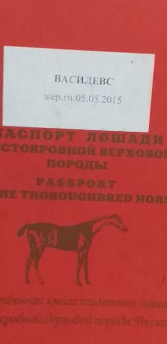 Продаются перспективные кобылки