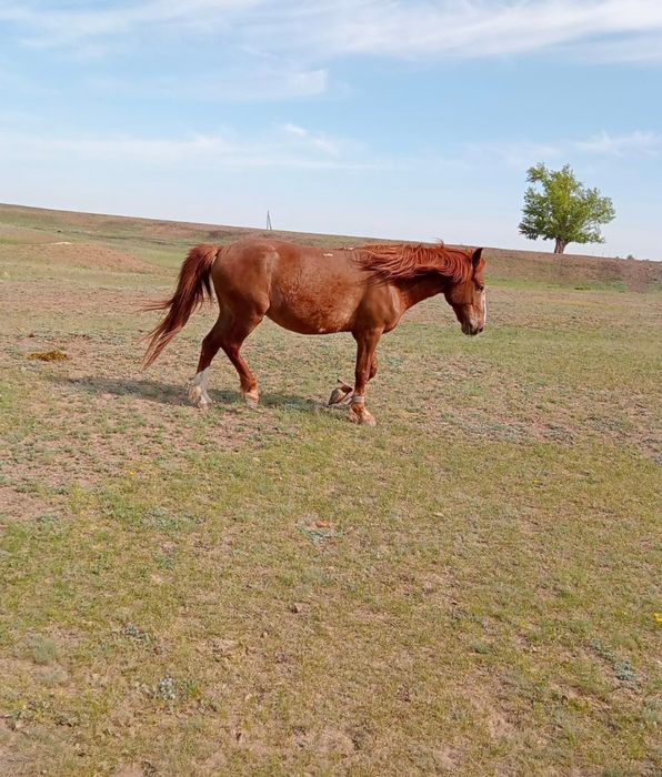 Продам  коня (Ат) жорга 11-12 лет.